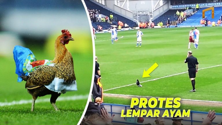 Ketika Suporter Blackburn Rovers Melempar Ayam Hidup Ke Lapangan